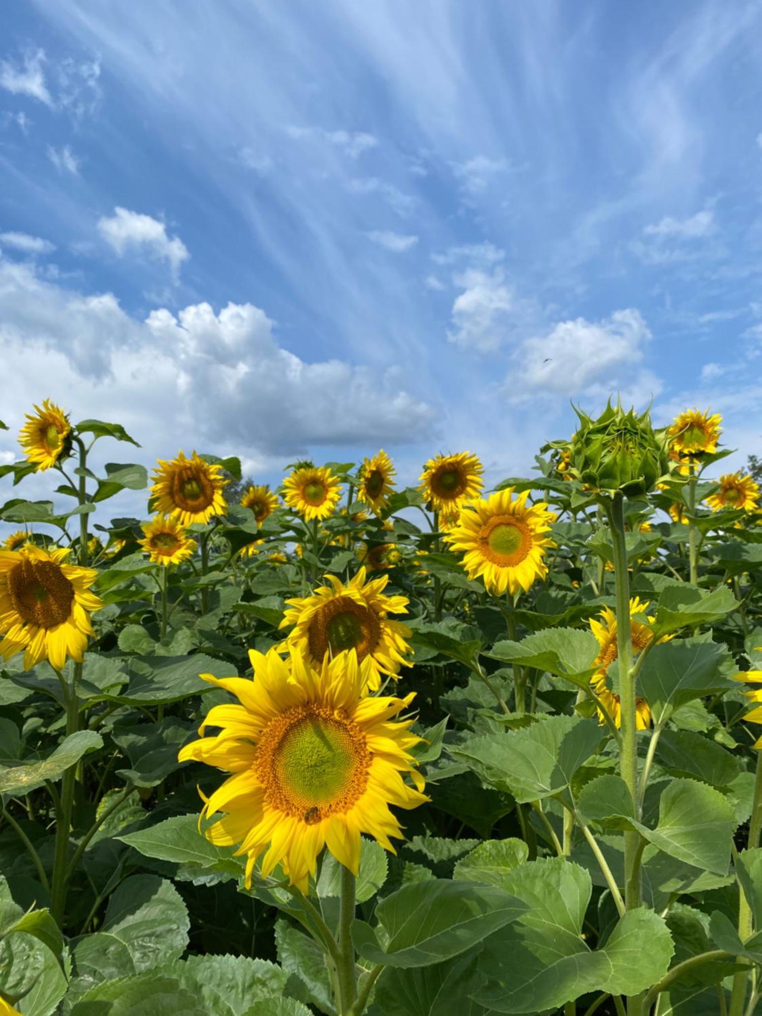 Agroturystyka Borow Prusice Dış mekan fotoğraf